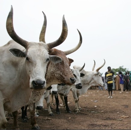 Livestock Rearing